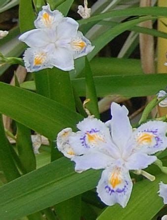 Winterpflege Für Japanische Iris